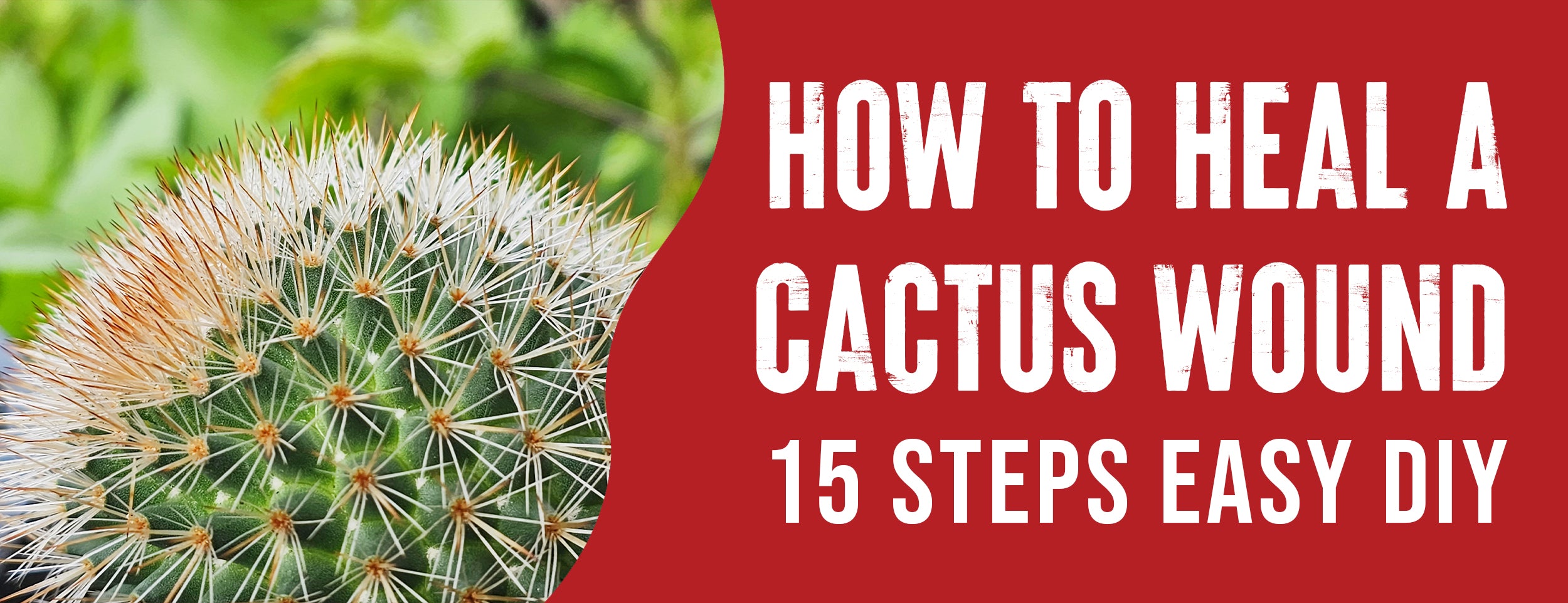 Here are 5 tips for healing a cactus wound and 4 for preventing one in the future