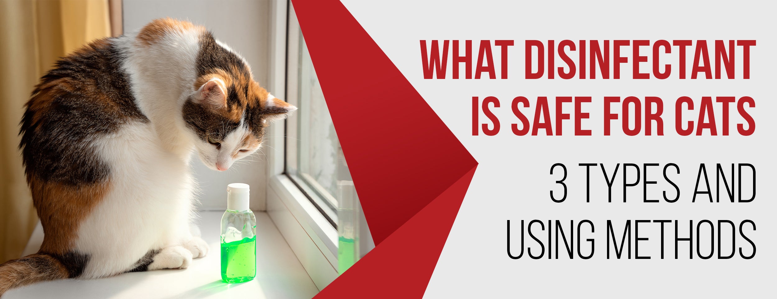 3 types of disinfectants safe for cats & how to use them