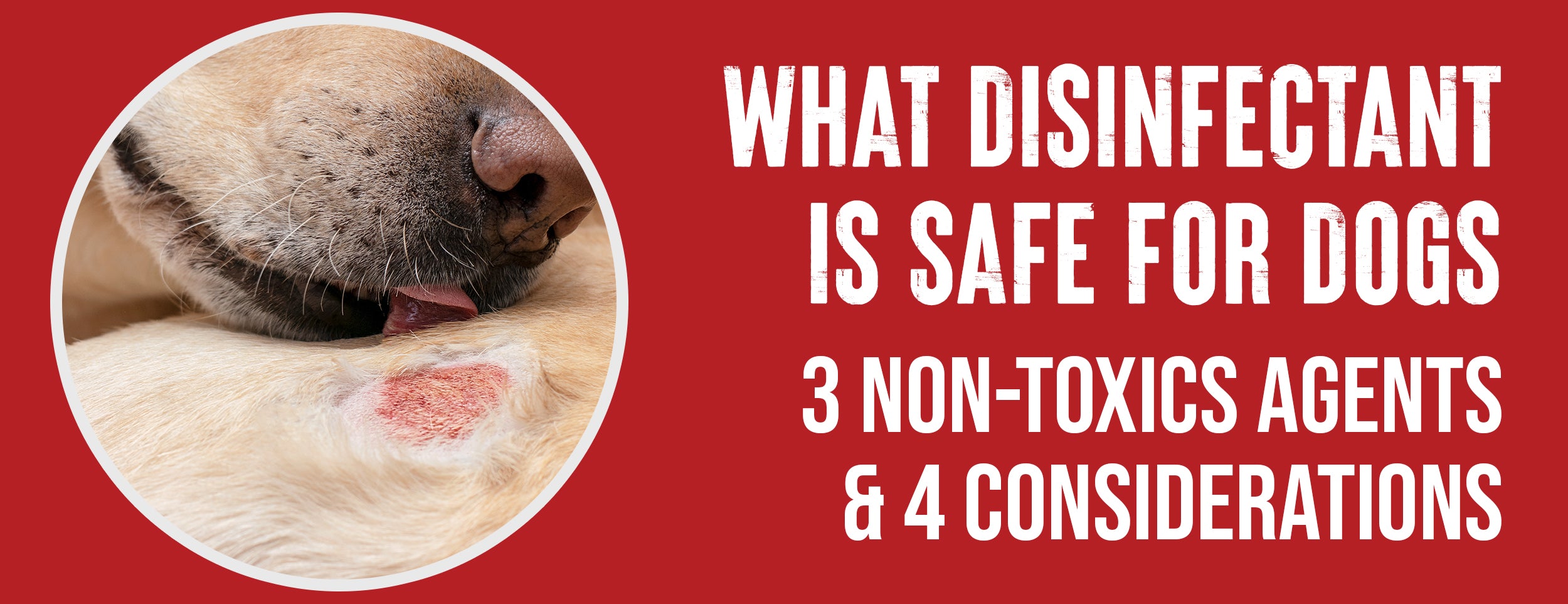 Four factors to consider regarding dog disinfectants & three non-toxics options